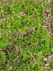 Fissidens bryoides