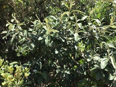 Tarchonanthus littoralis