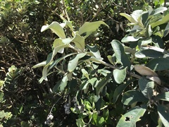 Tarchonanthus littoralis