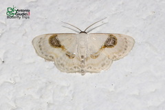 Problepsis delphiaria