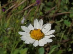 Bilyaxia concinna