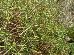 Genista hirsuta