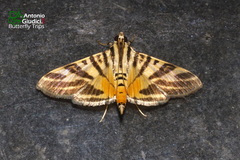 Nothomastix obliquifascialis