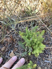 Asparagus