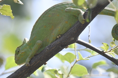 Chamaeleo zeylanicus