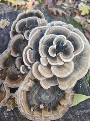 Trametes hirsuta