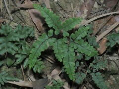 Adiantum flabellulatum