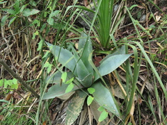 Agave ovatifolia