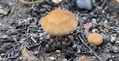 Psilocybe allenii