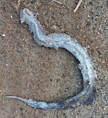 Gloydius ussuriensis