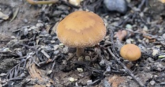 Psilocybe allenii