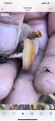 Psilocybe allenii