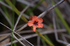 Drosera pulchella