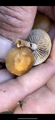 Psilocybe allenii