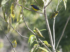Euphonia trinitatis