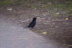 Turdus merula