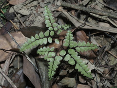 Adiantum flabellulatum