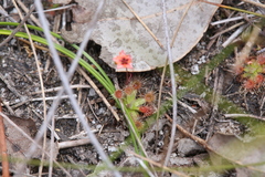 Drosera pulchella