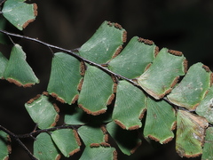 Adiantum flabellulatum