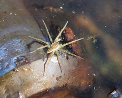 Dolomedes