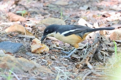 Laniarius ferrugineus