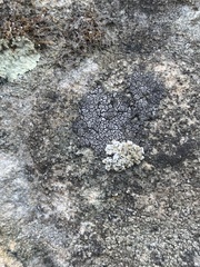 Placopyrenium fuscellum