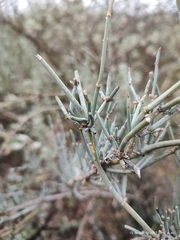 Ephedra antisyphilitica