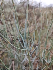 Ephedra antisyphilitica