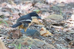 Laniarius ferrugineus