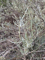 Ephedra antisyphilitica