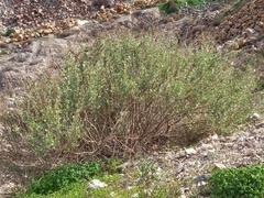 Atriplex halimus