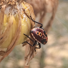 Spilostethus rivularis
