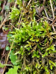 Eurhynchium striatum