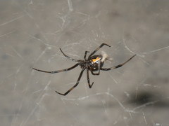 Latrodectus hesperus