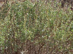 Atriplex halimus