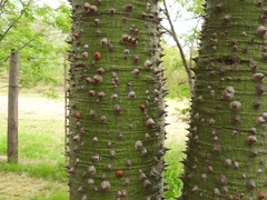 Ceiba speciosa