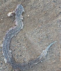 Gloydius ussuriensis