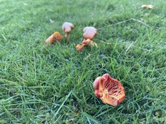 Hygrocybe punicea