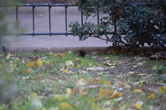 Turdus merula