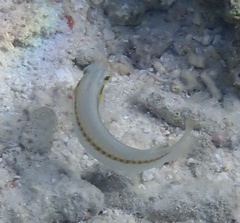 Halichoeres scapularis