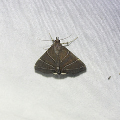 Rejectaria theclalis