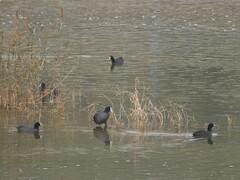 Fulica atra
