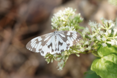 Nyctemera adversata