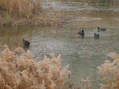Fulica atra