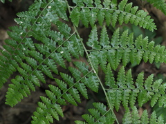 Microlepia nepalensis