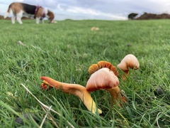 Hygrocybe punicea