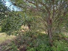 Acacia saligna