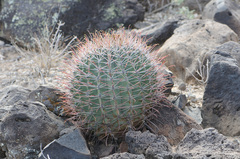 Ferocactus emoryi