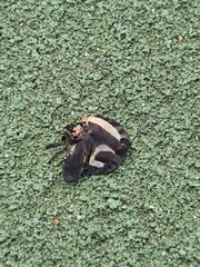 Membracis foliatafasciata