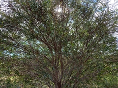 Acacia saligna